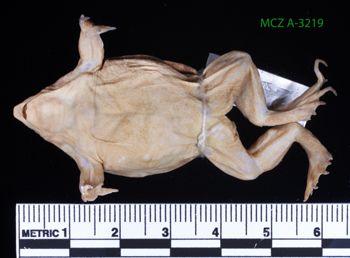 Media type: image;   Herpetology A-3219 Description: Specimen photo;  Aspect: whole body ventral